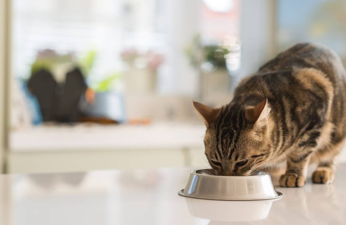 aliments à éviter pour chat stérilisé