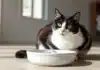 Comment la gamelle anti-glouton peut transformer les repas de votre chat ?