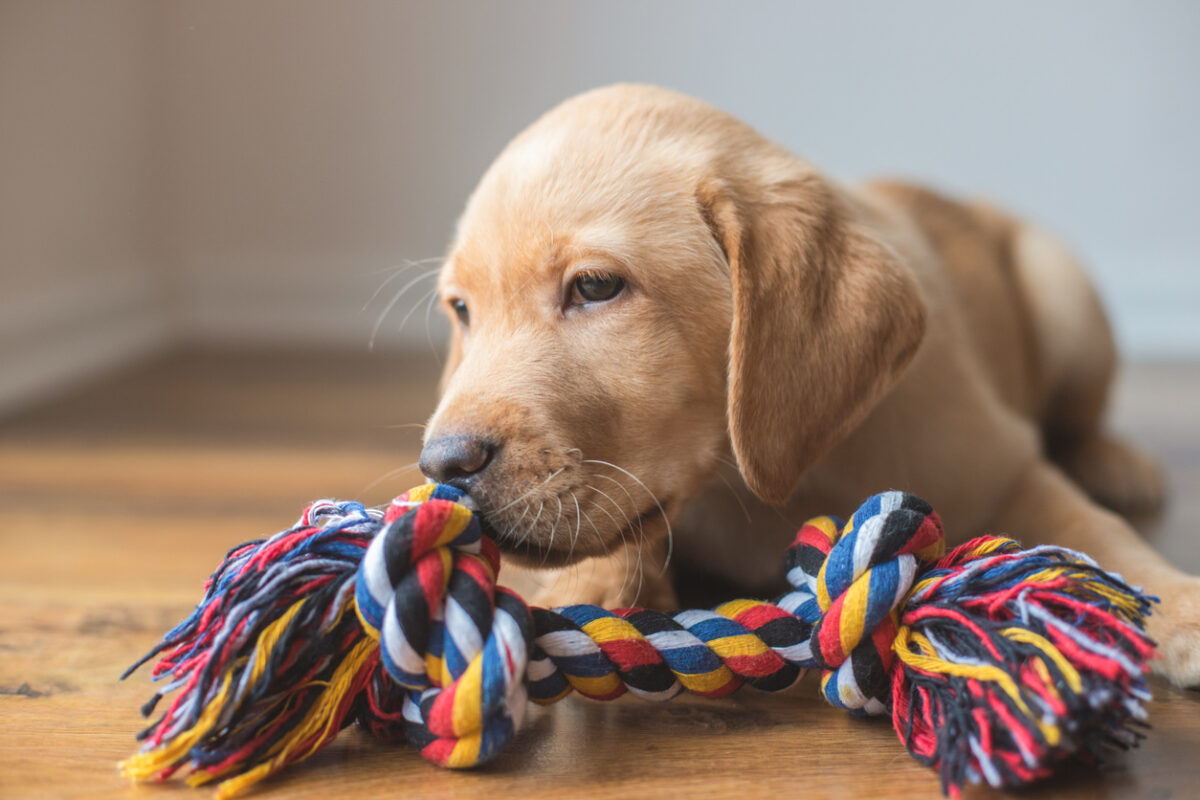 jouets indispensables stimuler chien